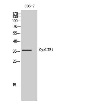 CysLTR1 antibody