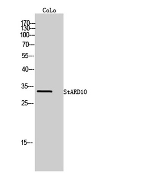 StARD10 antibody