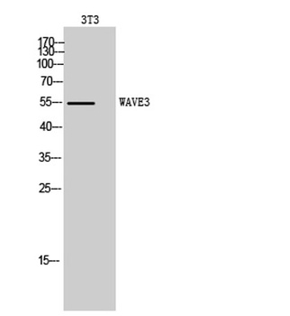 WAVE3 antibody