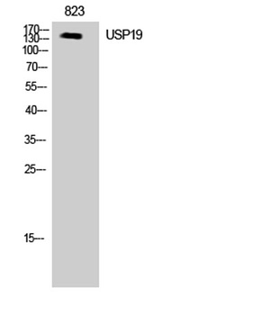 USP19 antibody