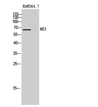 ME3 antibody