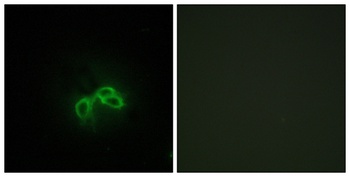 Bc10 antibody