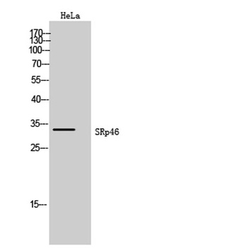 SRp46 rabbit pAb