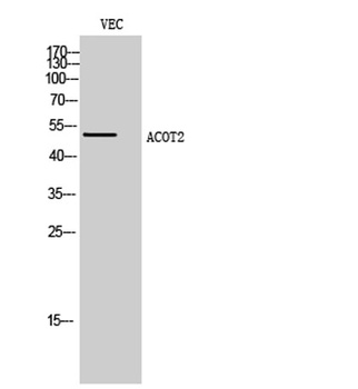 ACOT2 rabbit pAb