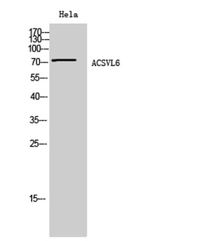 ACSVL6 antibody