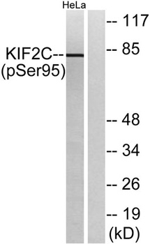 KIF2C (phospho Ser95) rabbit pAb Antibody