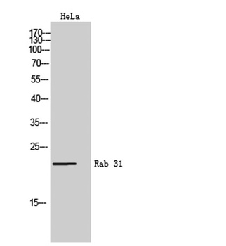 Rab 31 antibody