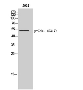 Chk1 (phospho-Ser317) antibody