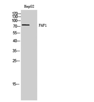 FAF1 antibody