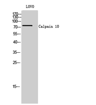 Calpain 10 antibody