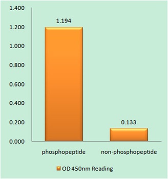 Chk2 (phospho Thr387) rabbit pAb Antibody