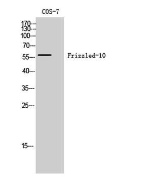 Frizzled-10 antibody