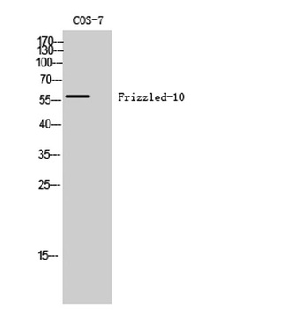 Frizzled-10 rabbit pAb
