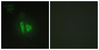 AKAP 220 antibody