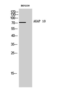 AKAP 10 rabbit pAb