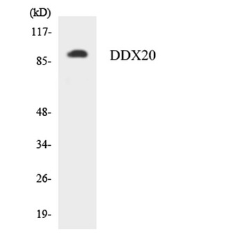 Gemin3 antibody