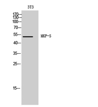 MKP-5 antibody