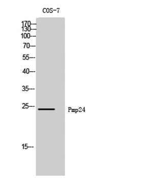 Pmp24 antibody