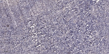 KLF8 antibody