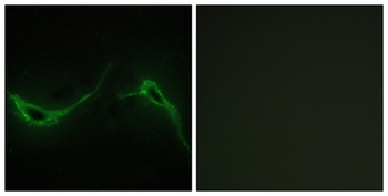 A Cyclase VII rabbit pAb Antibody