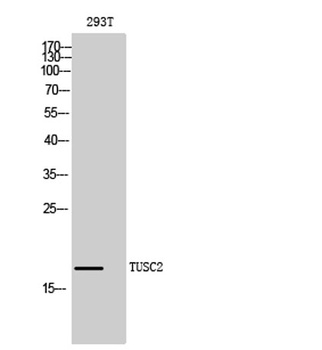 TUSC2 antibody