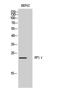 HP1γ rabbit pAb