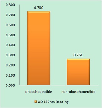 HP1γ (phospho Ser93) rabbit pAb