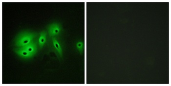 A Cyclase VIII antibody