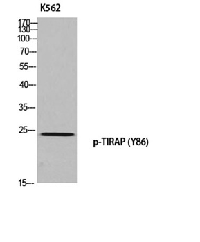 TIRAP (phospho Tyr86) rabbit pAb