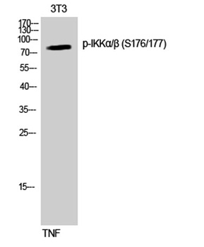 IKKα/β (phospho Ser176/177) rabbit pAb