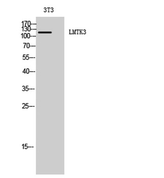 LMTK3 antibody