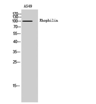 Rhophilin rabbit pAb