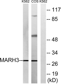 MARCH3 rabbit pAb Antibody