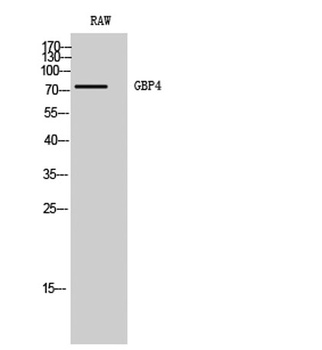 GBP4 rabbit pAb