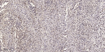 GBP5 rabbit pAb
