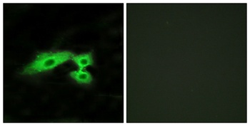 Mas1-like antibody