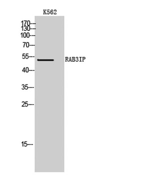 RAB3IP antibody