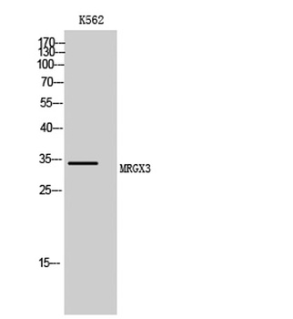 MRGX3 rabbit pAb