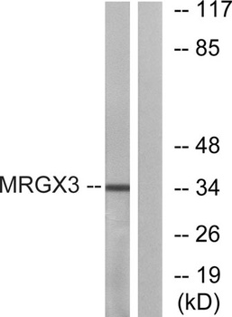 MRGX3 rabbit pAb Antibody