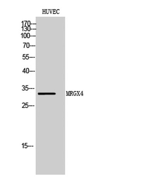 MRGX4 rabbit pAb