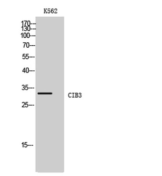 CIB3 rabbit pAb Antibody