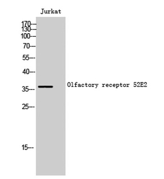 Olfactory receptor 52E2 antibody