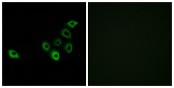 Olfactory receptor 51S1 rabbit pAb