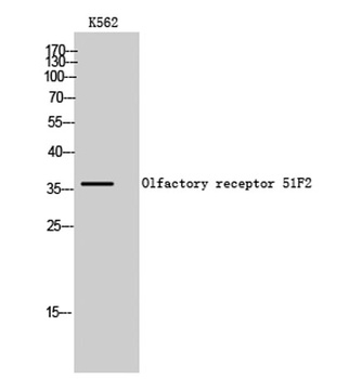 Olfactory receptor 51F2 rabbit pAb
