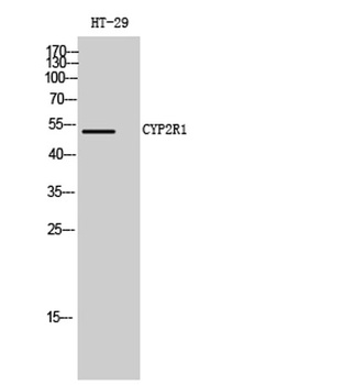 CYP2R1 rabbit pAb