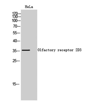 Olfactory receptor 2D3 antibody