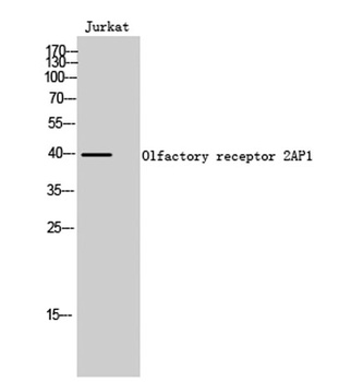 Olfactory receptor 2AP1 antibody