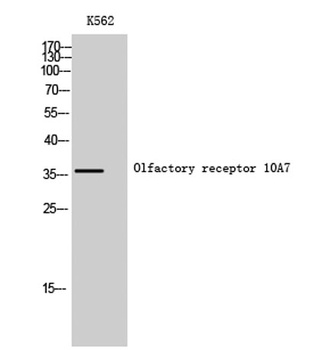 Olfactory receptor 10A7 antibody