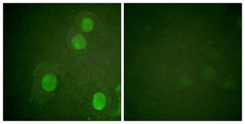 Histone H4 (phospho Ser47) rabbit pAb