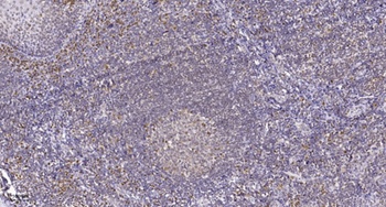 Histone H4 (phospho Ser47) rabbit pAb Antibody
